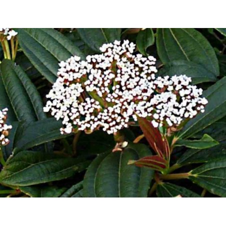 Viburnum davidii