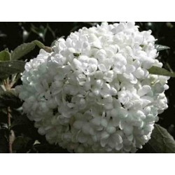 Viburnum 'Eskimo'