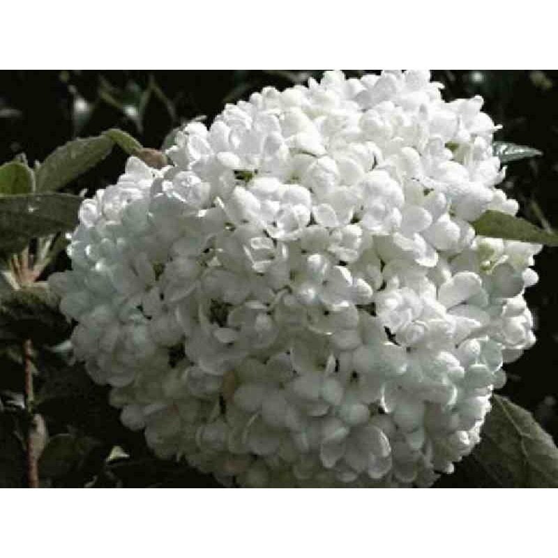 Viburnum 'Eskimo'