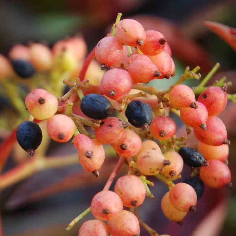 Viburnum lentago 'Pink Beauty' - berries