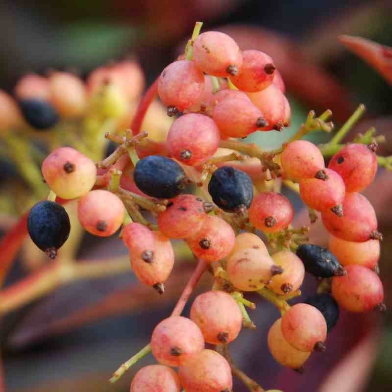 Image of Viburnum Pink Beauty shrub with pink berries