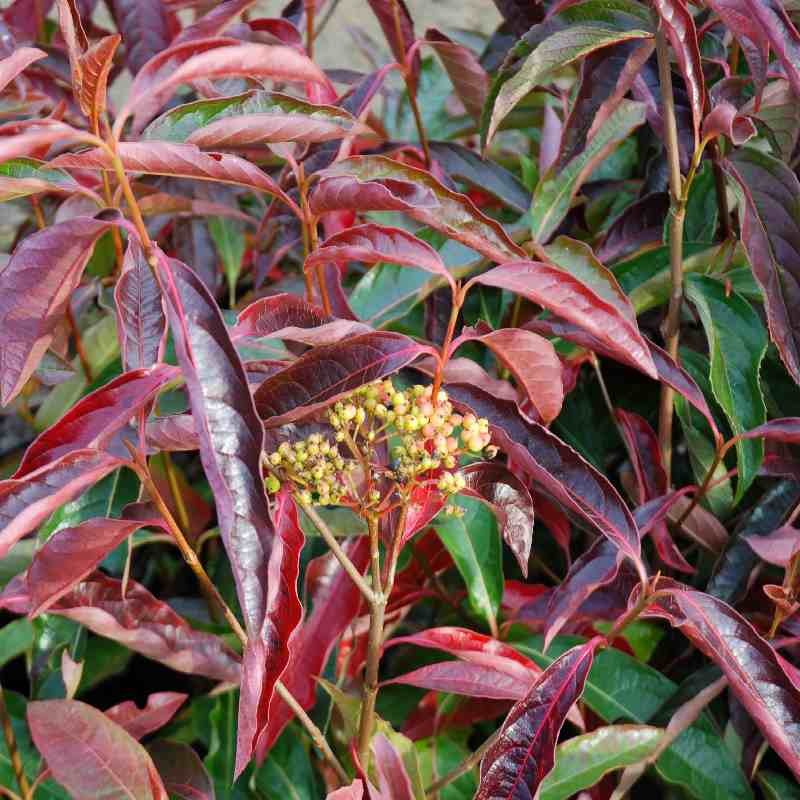 Viburnum lentago 'Pink Beauty' Viburnum lentago 'Pink Beauty'