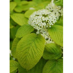 Viburnum lantana 'Aureum'