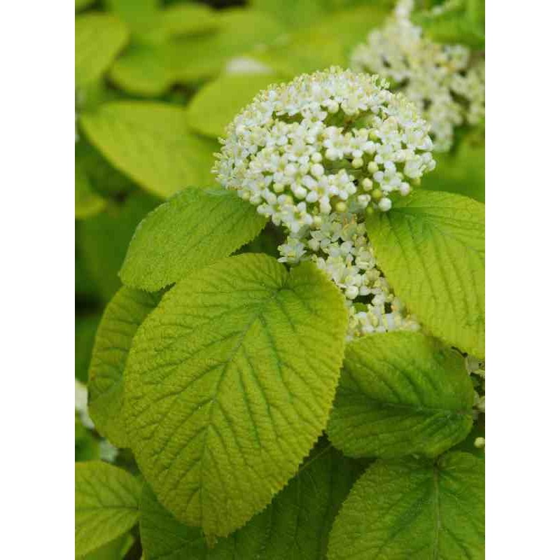 Viburnum lantana 'Aureum' Viburnum lantana 'Aureum'