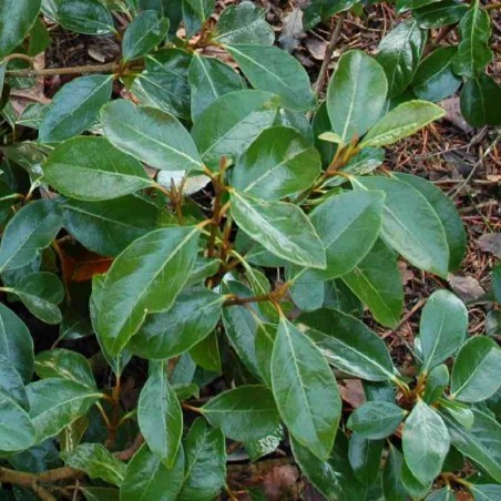 Viburnum odoratissimum var awabuki Viburnum odoratissimum var awabuki