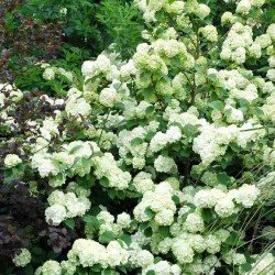 Viburnum plicatum 'Grandiflorum'