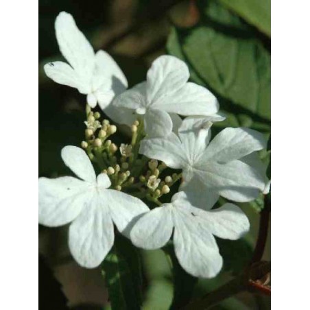 Viburnum plicatum 'Kilimanjaro' Viburnum plicatum 'Kilimanjaro'
