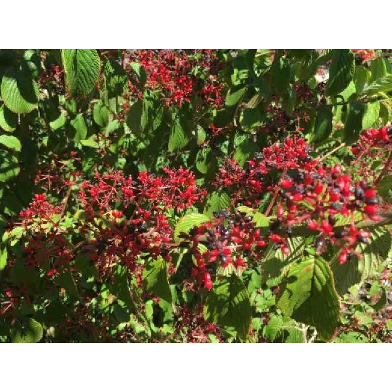 Viburnum plicatum 'Kilimanjaro'