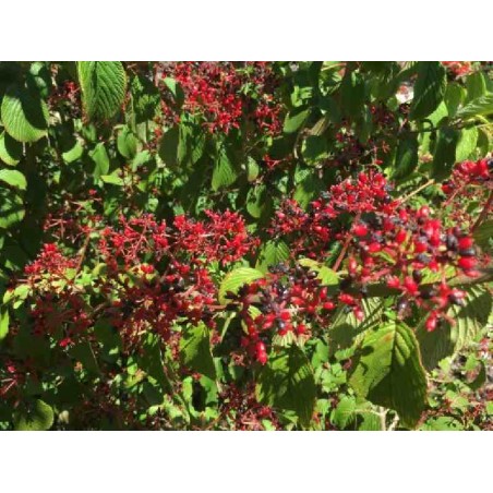 Viburnum plicatum 'Kilimanjaro' Viburnum plicatum 'Kilimanjaro'