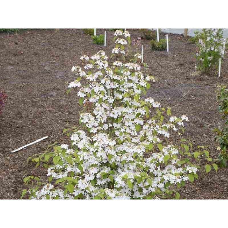 Viburnum plicatum 'Kilimanjaro Sunrise'