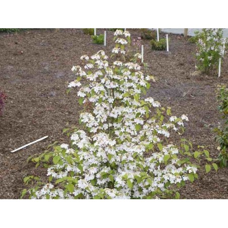 Viburnum plicatum 'Kilimanjaro Sunrise'