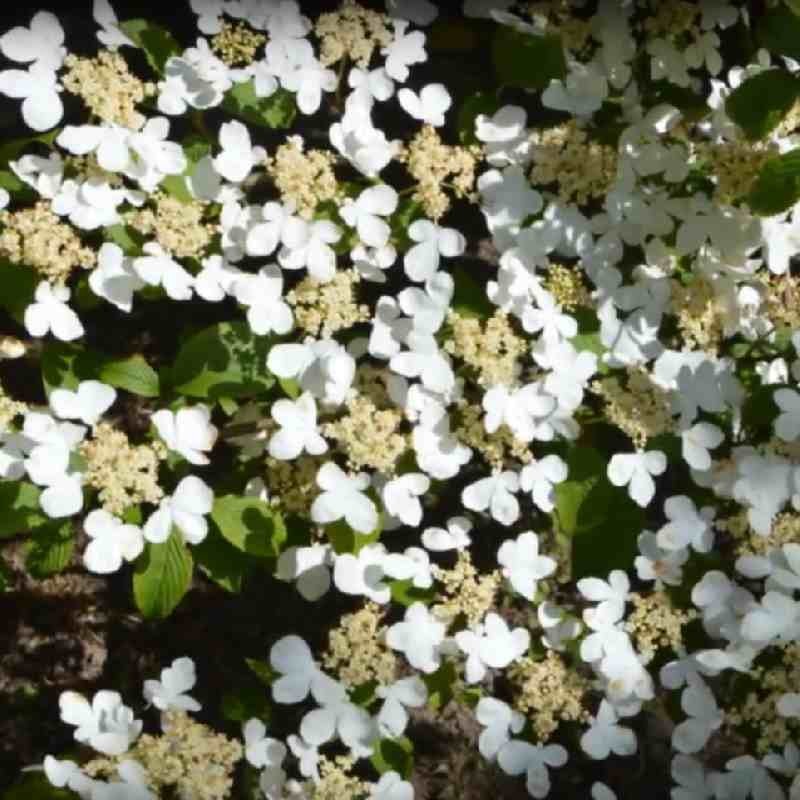 Viburnum plicatum 'Mariesii' - summer flowers