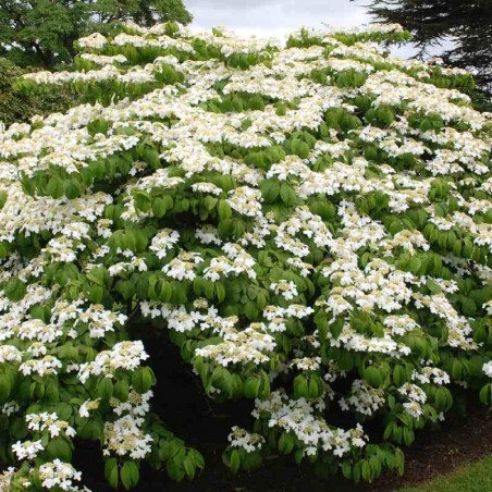 Viburnum plicatum 'Mariesii' Viburnum plicatum 'Mariesii'