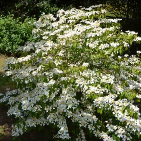 Viburnum plicatum 'Mariesii' Viburnum plicatum 'Mariesii'