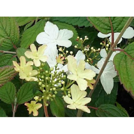 Viburnum plicatum 'Summer Snowflake' Viburnum plicatum 'Summer Snowflake'