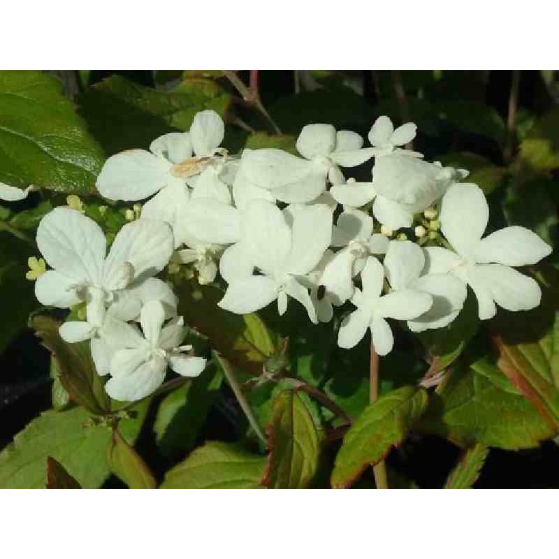 Viburnum plicatum 'Watanabe' Viburnum plicatum 'Watanabe'