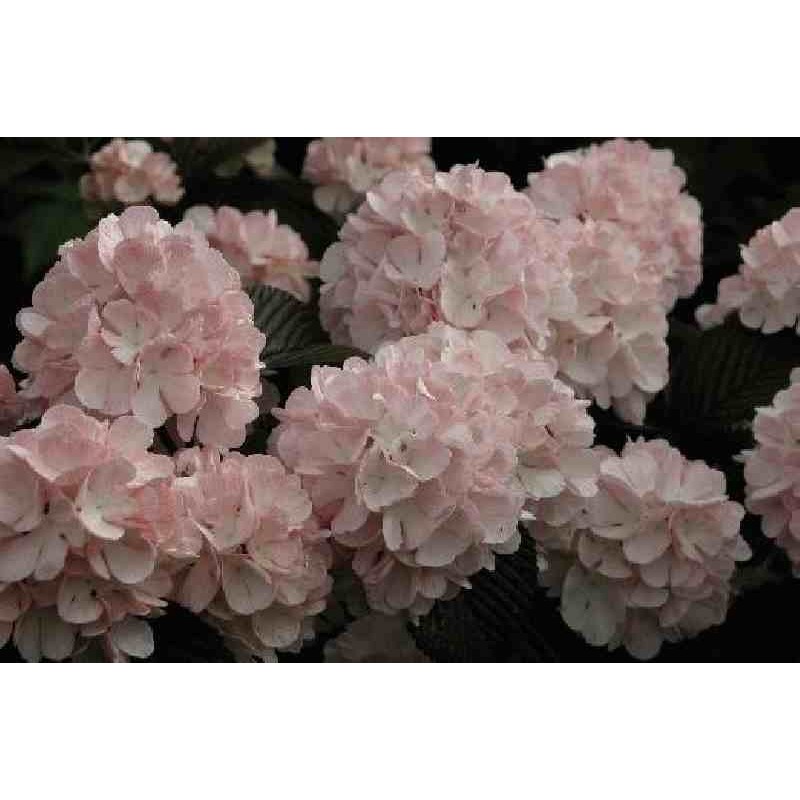 Viburnum plicatum 'Rosace' Viburnum plicatum 'Rosace'