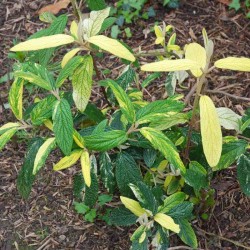 Viburnum rhytidophyllum 'Variegatum'