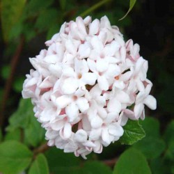 Viburnum x carlcephalum