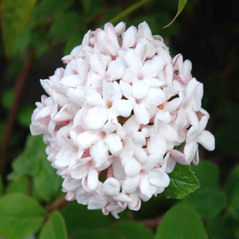 Viburnum x carlcephalum