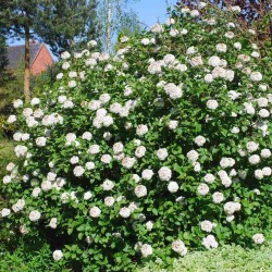 Viburnum x carlcephalum