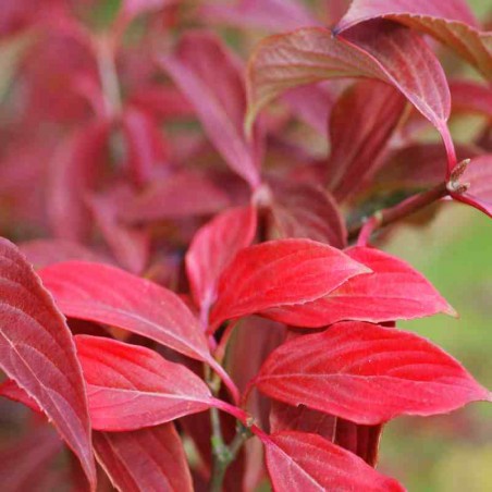 Viburnum x hillieri 'Winton' Viburnum x hillieri 'Winton'