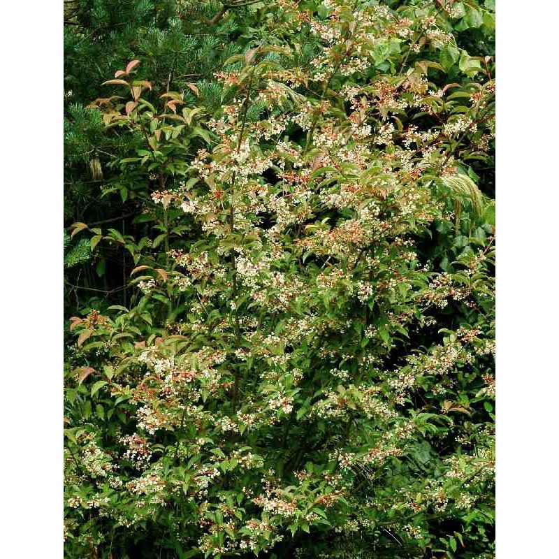 Viburnum x hillieri 'Winton'