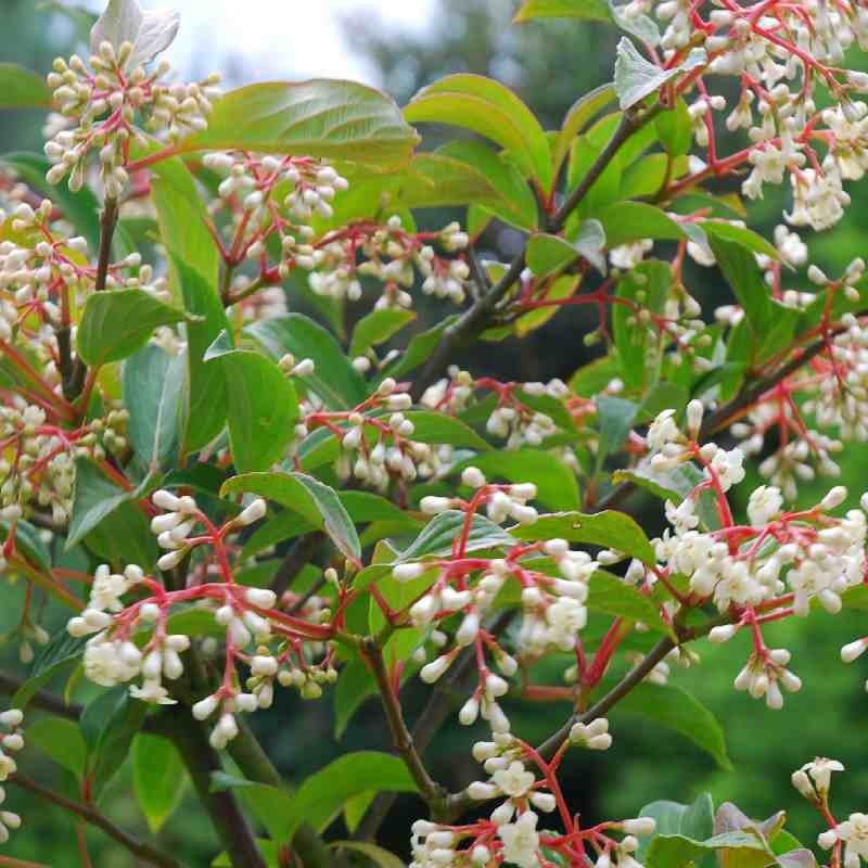 Viburnum x hillieri 'Winton'