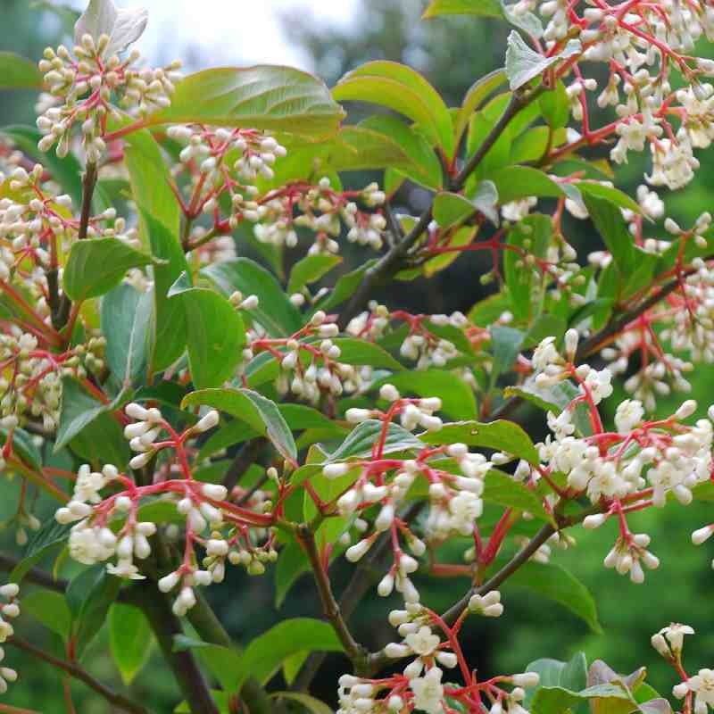 Viburnum x hillieri 'Winton' Viburnum x hillieri 'Winton'