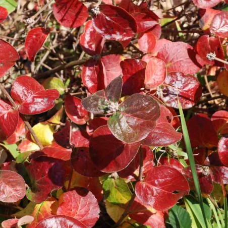Viburnum x juddii autumn colour