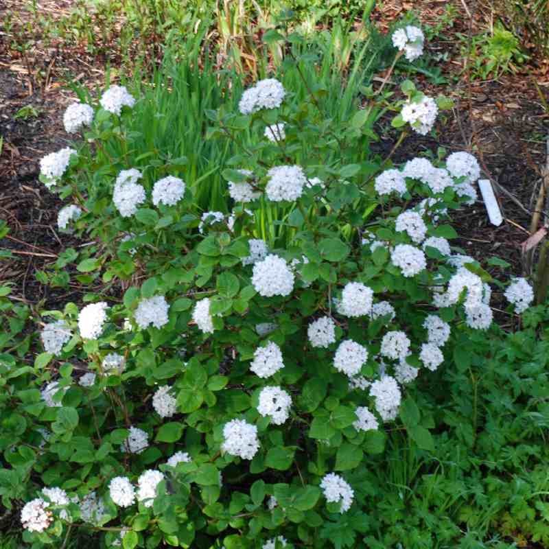 Viburnum x juddii