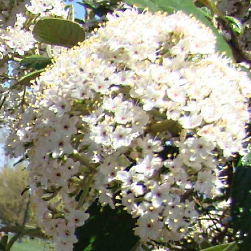 Viburnum x 'Pragense' Viburnum x 'Pragense'