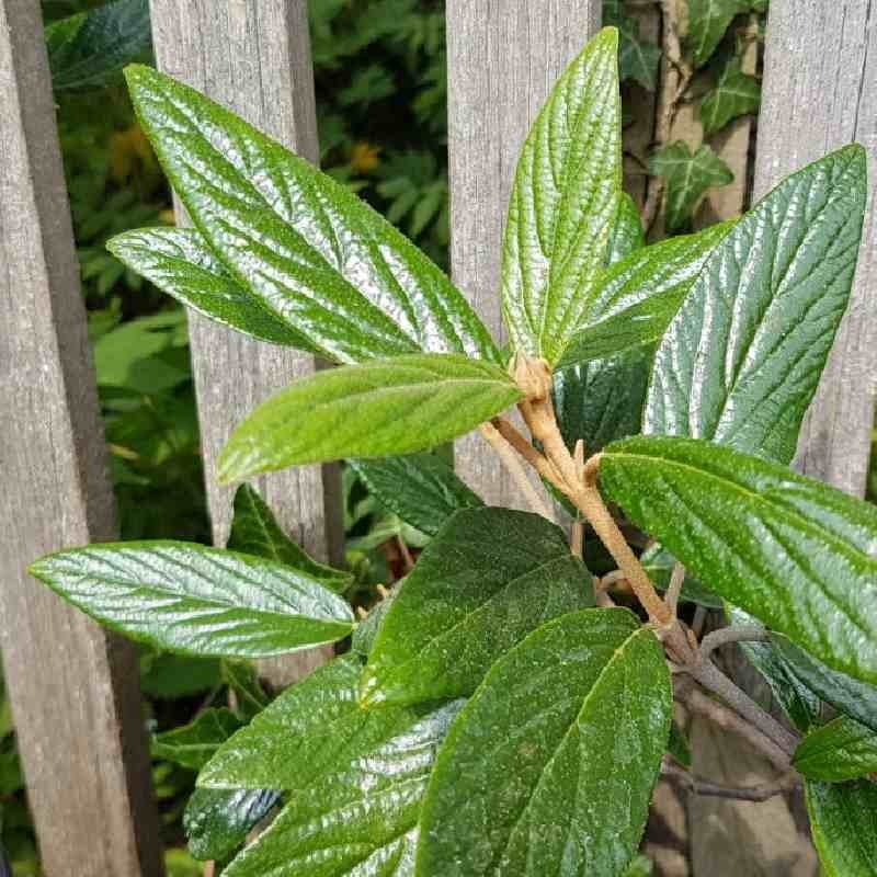 Viburnum x 'Pragense'