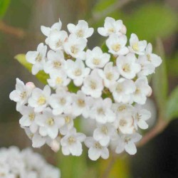 Viburnum x burkwoodii
