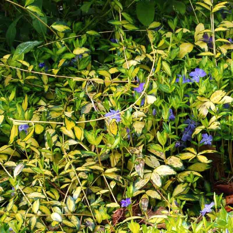 Vinca minor 'Aureovariegata'