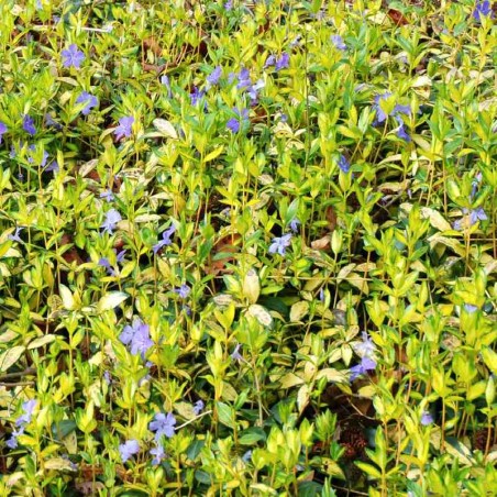 Vinca minor 'Aureovariegata'