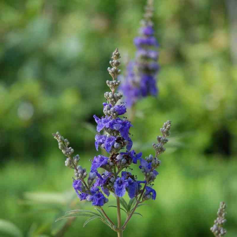 Vitex agnus-castus Vitex agnus-castus