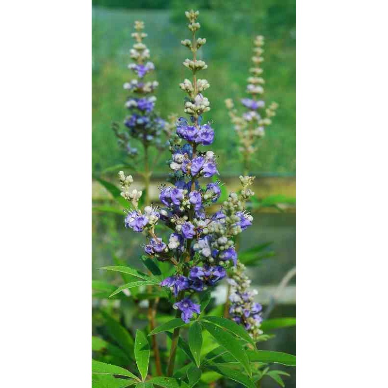 Vitex agnus-castus Vitex agnus-castus