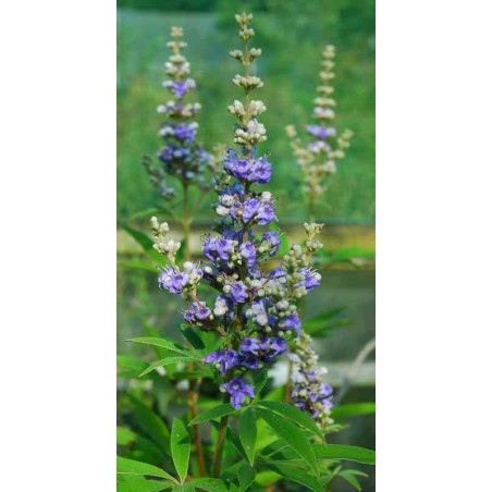 Vitex agnus-castus Vitex agnus-castus