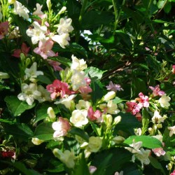 Weigela coraeensis