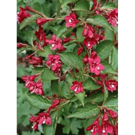 Weigela florida 'Evita' Weigela florida 'Evita'