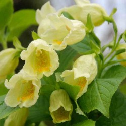 Weigela middendorffiana - creamy-yellow summer flowers