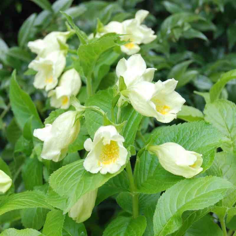 Weigela middendorffiana Weigela middendorffiana