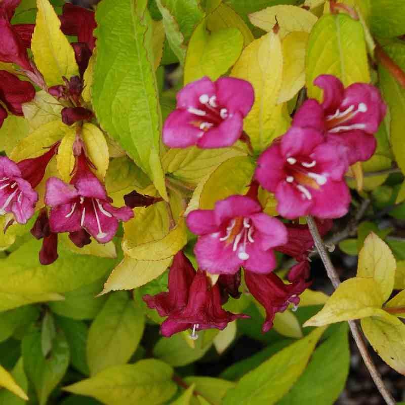 Weigela florida 'Jean's Gold' - golden leaves and pinkish-red flowers