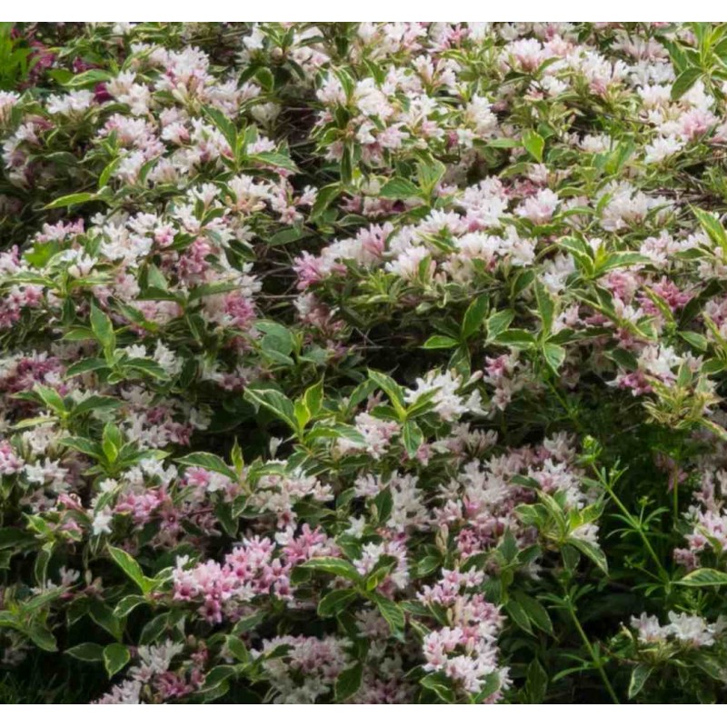 Weigela florida 'Variegata' Weigela florida 'Variegata'