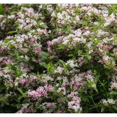 Weigela florida 'Variegata' Weigela florida 'Variegata'