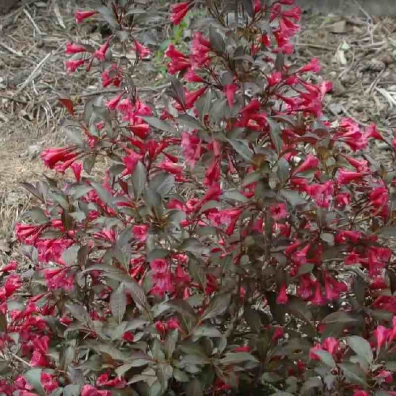 Weigela florida 'Wine and Roses' Weigela florida 'Wine and Roses'