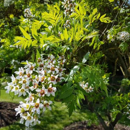 Xanthoceras sorbifolium