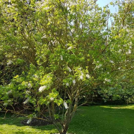 Xanthoceras sorbifolium