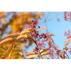 Zanthoxylum simulans